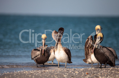 Brown pelican bird Pelecanus occidentalis