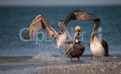 Brown pelican bird Pelecanus occidentalis