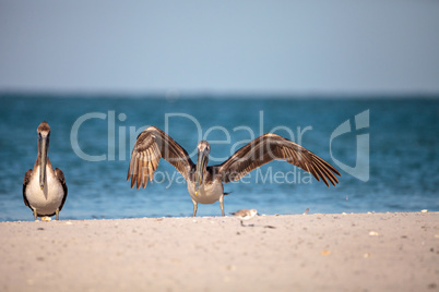 Brown pelican bird Pelecanus occidentalis