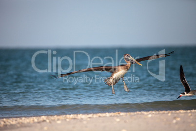 Brown pelican bird Pelecanus occidentalis