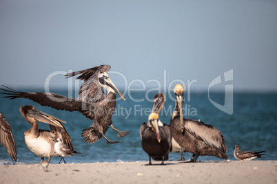 Brown pelican bird Pelecanus occidentalis