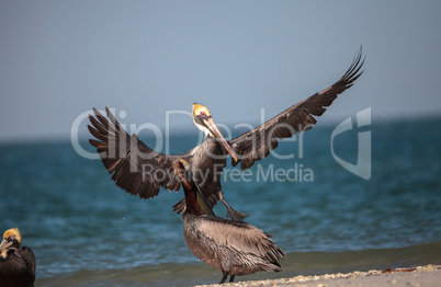 Brown pelican bird Pelecanus occidentalis