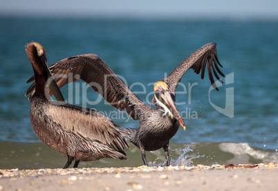 Brown pelican bird Pelecanus occidentalis