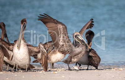 Brown pelican bird Pelecanus occidentalis