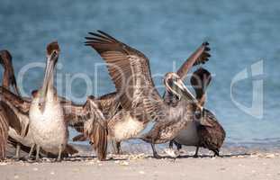 Brown pelican bird Pelecanus occidentalis