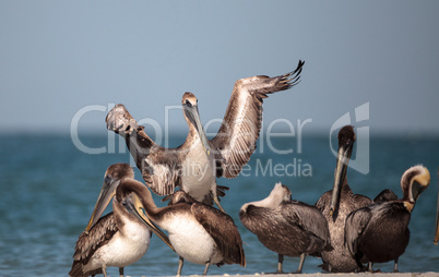 Brown pelican bird Pelecanus occidentalis