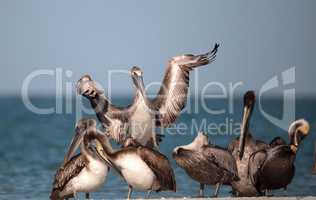 Brown pelican bird Pelecanus occidentalis