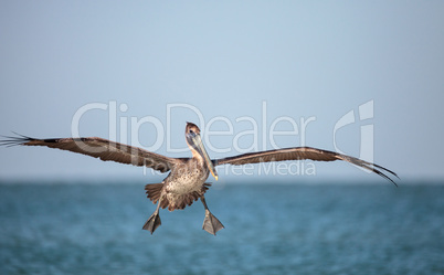 Brown pelican bird Pelecanus occidentalis