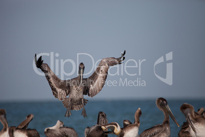 Brown pelican bird Pelecanus occidentalis