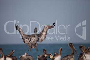 Brown pelican bird Pelecanus occidentalis