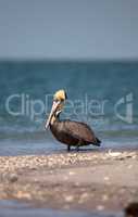 Brown pelican bird Pelecanus occidentalis