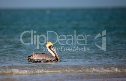 Brown pelican bird Pelecanus occidentalis