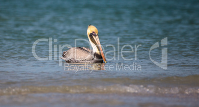 Brown pelican bird Pelecanus occidentalis