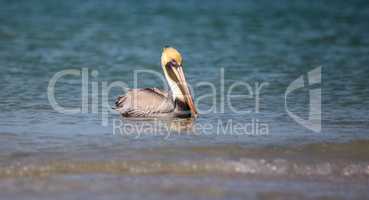 Brown pelican bird Pelecanus occidentalis