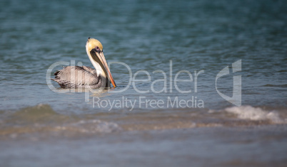 Brown pelican bird Pelecanus occidentalis