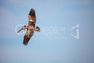 Brown pelican bird Pelecanus occidentalis