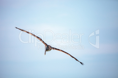 Brown pelican bird Pelecanus occidentalis