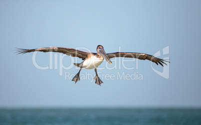 Brown pelican bird Pelecanus occidentalis