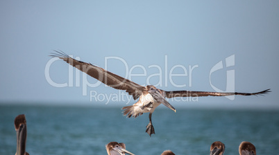 Brown pelican bird Pelecanus occidentalis