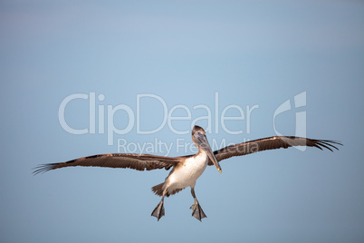 Brown pelican bird Pelecanus occidentalis