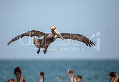 Brown pelican bird Pelecanus occidentalis