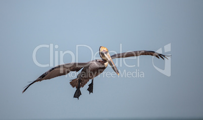 Brown pelican bird Pelecanus occidentalis