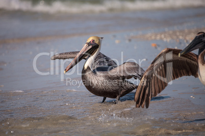 Brown pelican bird Pelecanus occidentalis