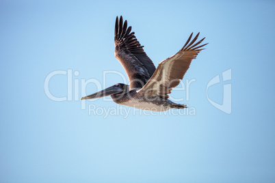 Brown pelican bird Pelecanus occidentalis