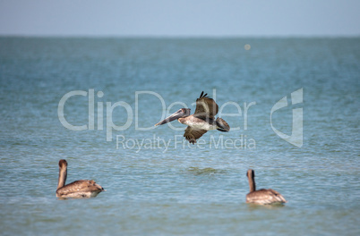 Brown pelican bird Pelecanus occidentalis