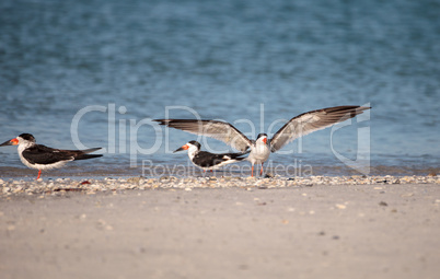 Flock of black skimmer terns Rynchops niger on the beach at Clam