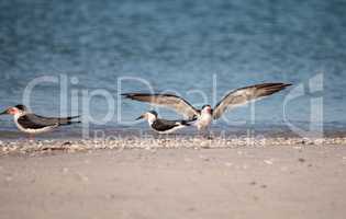 Flock of black skimmer terns Rynchops niger on the beach at Clam