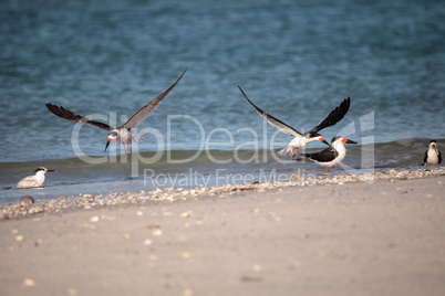 Flock of black skimmer terns Rynchops niger on the beach at Clam