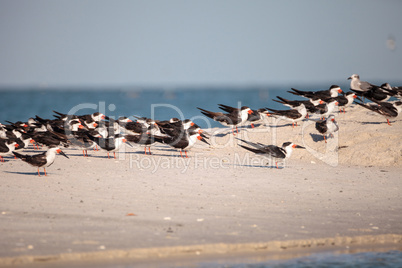 Flock of black skimmer terns Rynchops niger on the beach at Clam