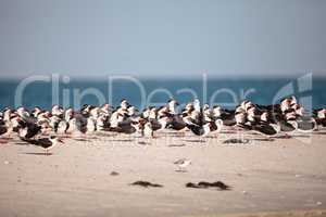 Flock of black skimmer terns Rynchops niger on the beach at Clam