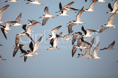 Flock of black skimmer terns Rynchops niger on the beach at Clam