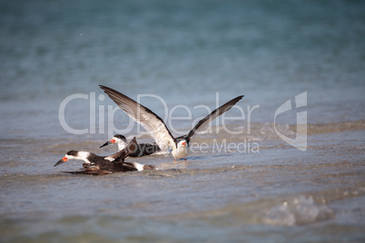 Flock of black skimmer terns Rynchops niger on the beach at Clam
