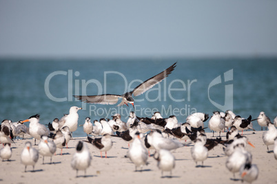 Flock of black skimmer terns Rynchops niger on the beach at Clam