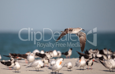 Herring gull Larus argentatus on the beach at Clam Pass