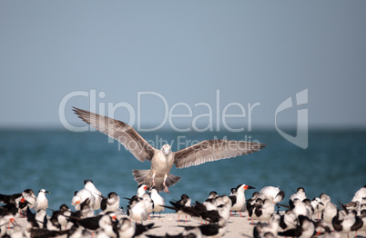 Herring gull Larus argentatus on the beach at Clam Pass