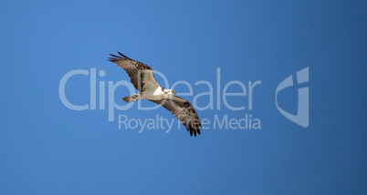 Osprey bird of prey Pandion haliaetus flying
