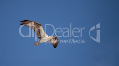 Osprey bird of prey Pandion haliaetus flying