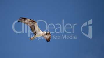 Osprey bird of prey Pandion haliaetus flying