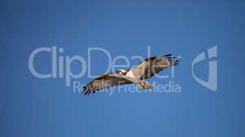 Osprey bird of prey Pandion haliaetus flying