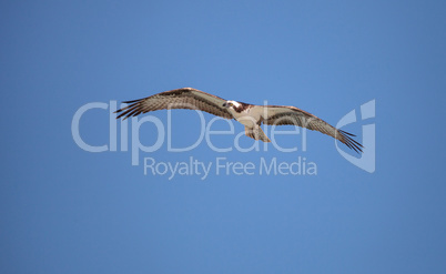 Osprey bird of prey Pandion haliaetus flying