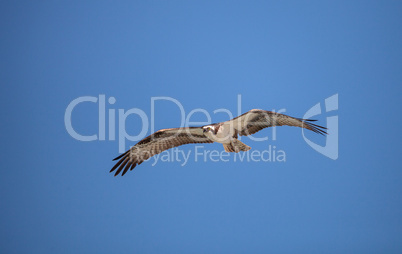 Osprey bird of prey Pandion haliaetus flying