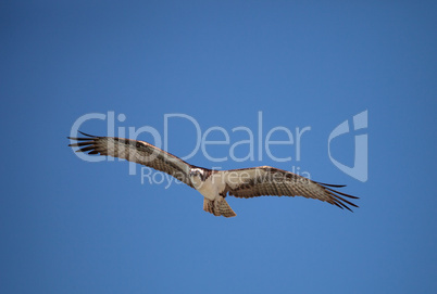 Osprey bird of prey Pandion haliaetus flying