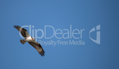 Osprey bird of prey Pandion haliaetus flying