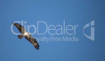 Osprey bird of prey Pandion haliaetus flying