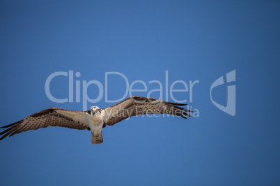 Osprey bird of prey Pandion haliaetus flying