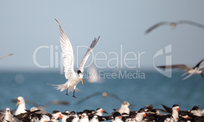 Royal tern Thalasseus maximus shorebird